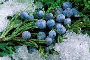 Come congelare gli alimenti per l'inverno
