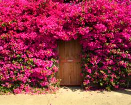I fiori in casa