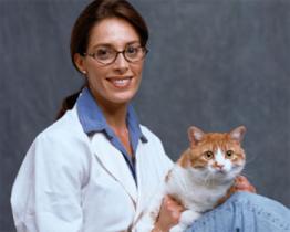 L'amore per i gatti