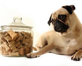 Il mio cane è vegetariano!