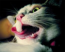 La pelliccia più bella durante l'estate!