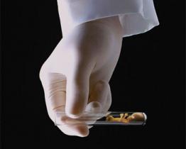 L’ inseminazione artificiale