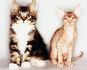 Per gli amanti dei gatti: 5 razze di top