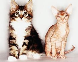 Per gli amanti dei gatti: 5 razze di top