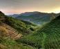 Salute e bellezza con il tè verde